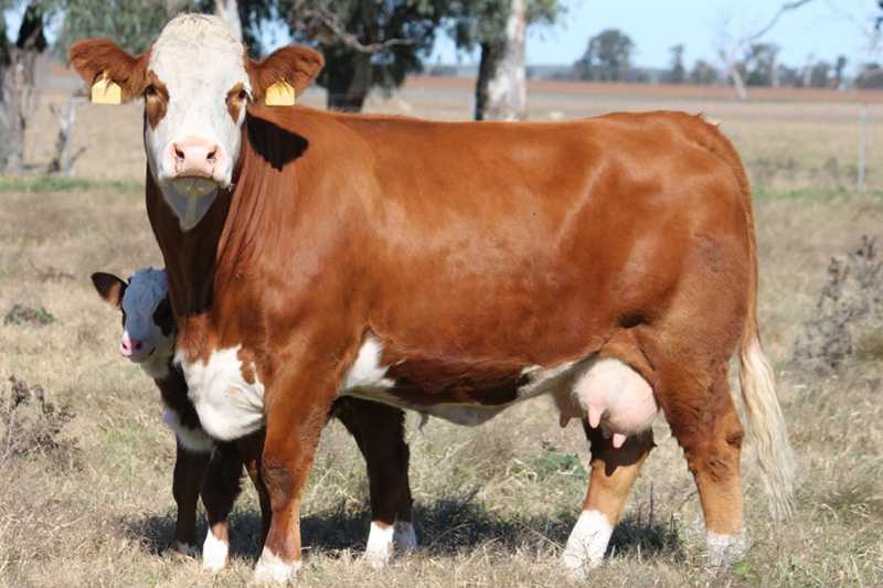 Симментальская порода коров: фото, характеристики и продуктивность