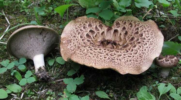 Съедобный гриб ежовик, его основные разновидности: желтый, пестрый и другие; как приготовить ежевики