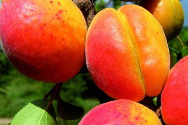 Описание абрикоса сорта краснощекий — рекомендации по выращиванию и уходу
