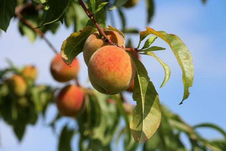 Как ухаживать за персиком весной, чтобы был хороший урожай: опрыскивание, борьба с вредителями и болезнями
