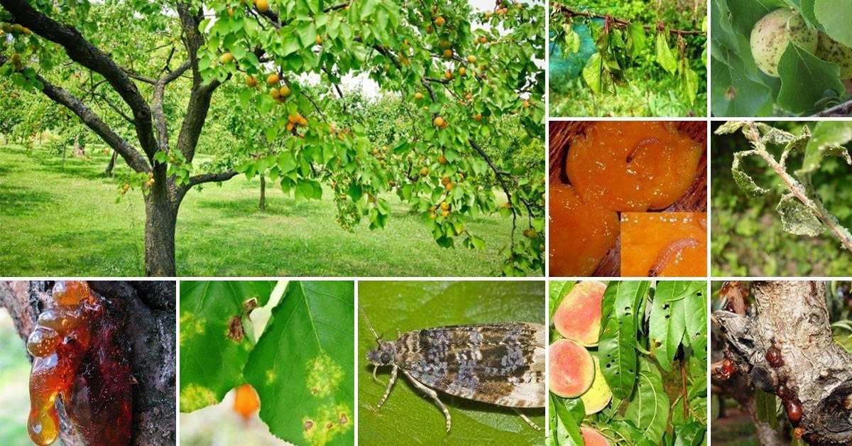 Болезни абрикоса: монилиоз, клястероспориоз, парша и насекомые — что делать