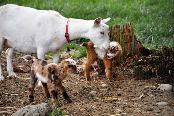 Карликовая коза: описание породы, правила кормления, особенности содержания