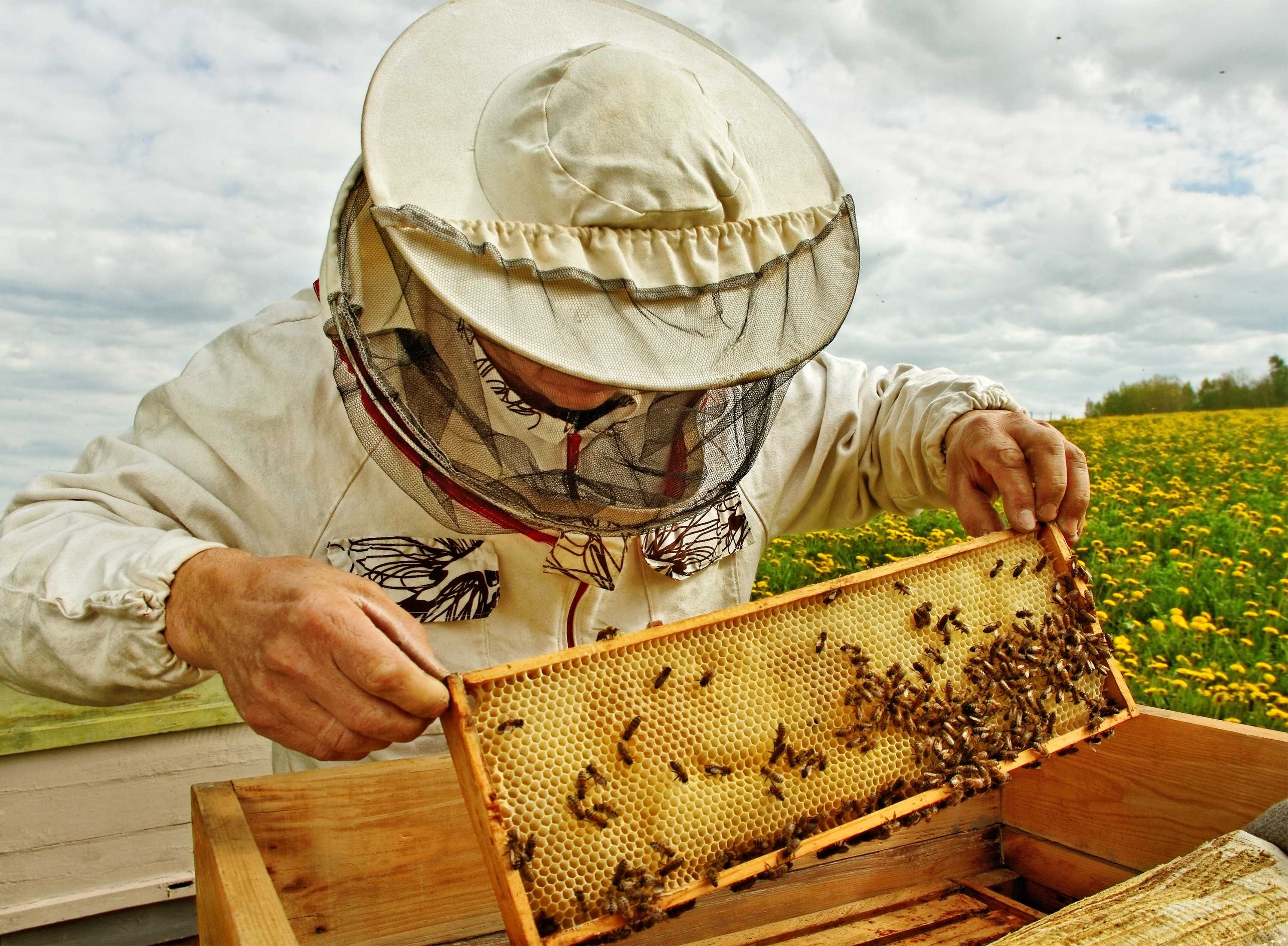 Стамеска пчеловода своими руками чертежи