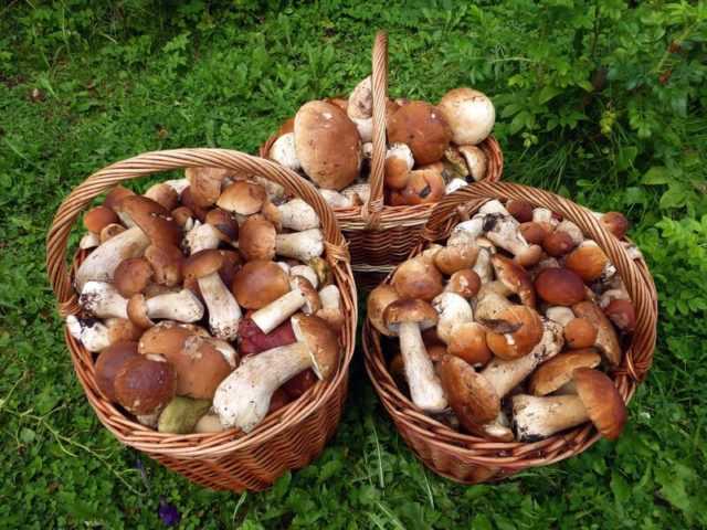 Белый гриб: описание, где растет, когда собирать, двойники