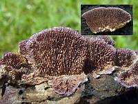 Трихаптум двоякий: характеристика и фото гриба, сведения о съедобности, места произрастания. Существующие двойники и их отличия.