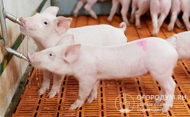 Поилки для свиней своими руками: чертежи, оригинальные идеи с фото и видео