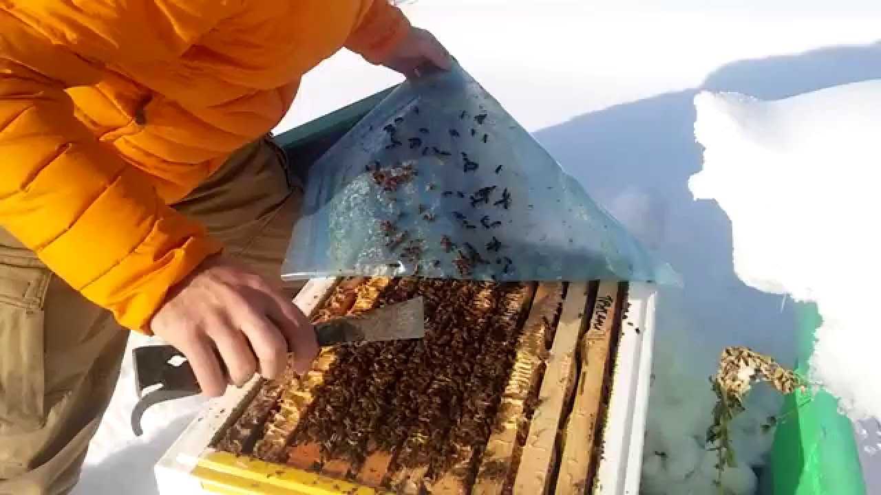 Двухкорпусовки (двухкорпусные ульи) – содержание пчел, расширение