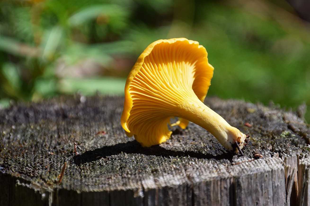 Как отличить белый гриб от ложного и желчного гриба