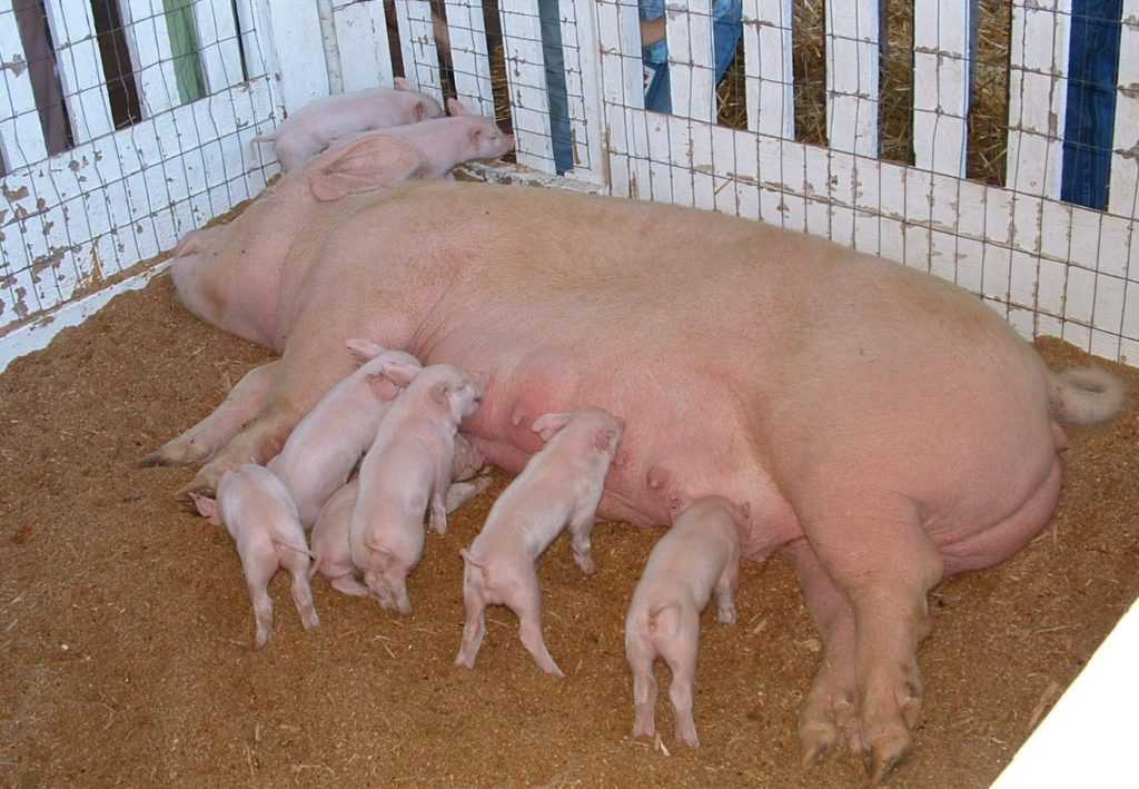 Откорм свиней в домашних условиях: разновидности откормов, эффективные способы откорма поросят на бекон и мясо