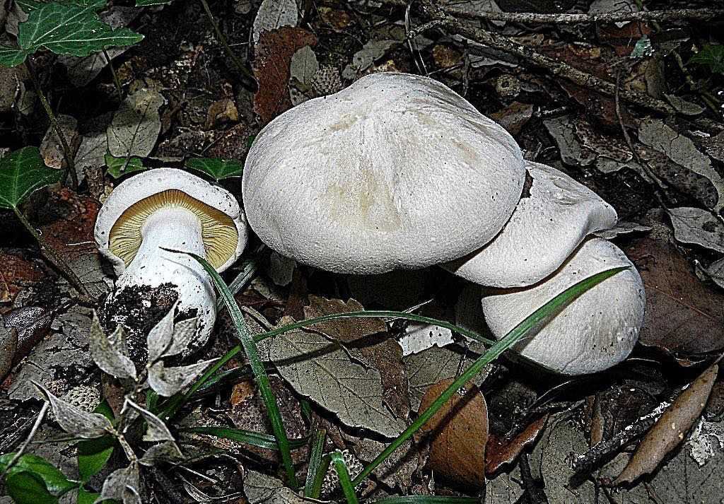 Энтолома ядовитая – опасный двойник съедобных грибов | огородники