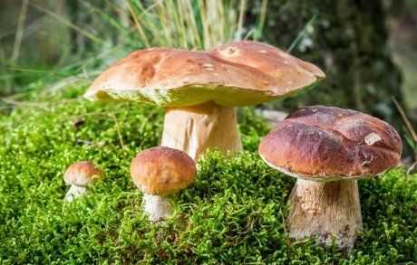 Белые грибы в домашних условиях - agroflora.ru