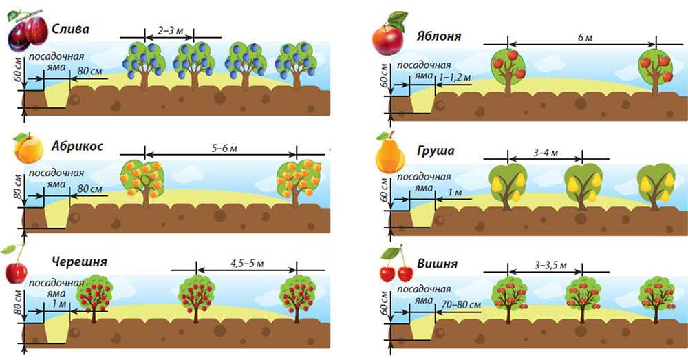 Как удобрять плодовый сад