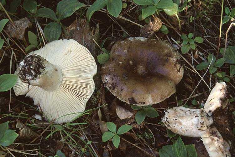 Подгруздок чернеющий - описание, где растет, ядовитость гриба