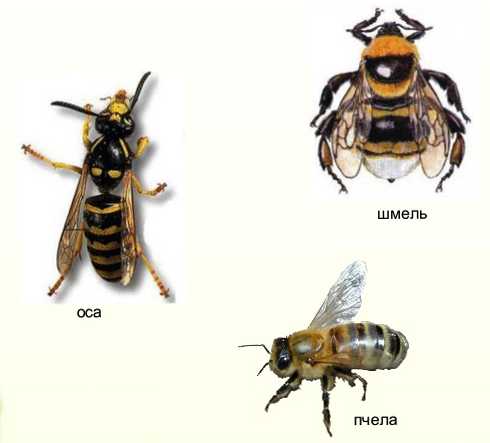 Окситетрациклин для пчел