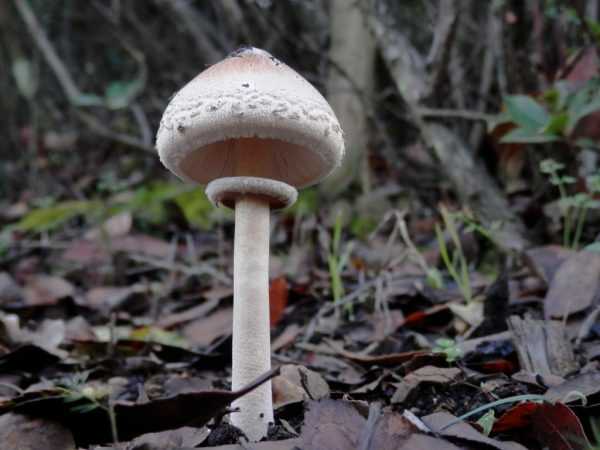 Серная голова (hyphaloma cyanescens или psilocybe mairei): последствия употребления и где растет этот гриб