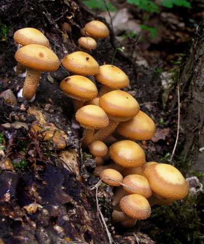 Календарь грибника и определитель грибов