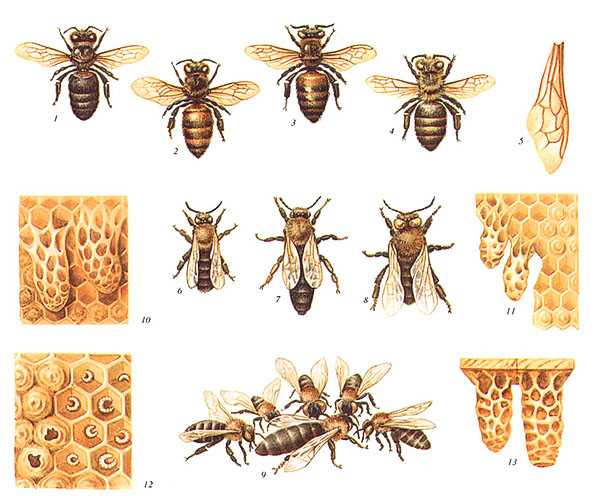 Карпатская порода пчел в удмуртии
