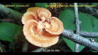Трихаптум буро-фиолетовый (Trichaptum fuscoviolaceum): описание внешнего вида, главные отличительные признаки от двойников. Съедобность гриба и его среда обитания.