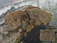 Глеофиллум заборный (gloeophyllum sepiarium): как выглядит, где и как растет, съедобный или нет