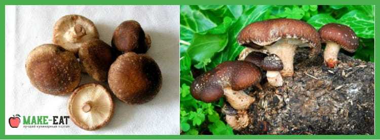 Шиитаке маринованные — только лучшие рецепты с грибами
