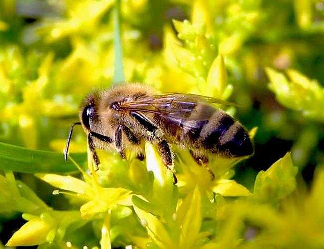 Карпатская пчела - особенности и характеристики породы