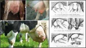 Гнойный мастит у коров, лечение гнойно катарального мастита у коров.