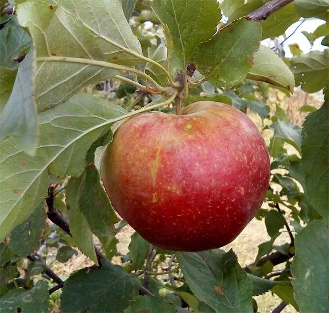 Сорт яблони гала, описание, характеристика и отзывы, а также особенности выращивания яблок