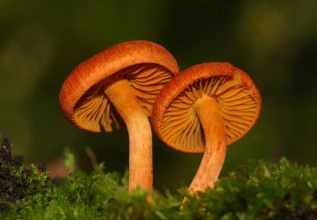 Съедобные грибы паутинники и ядовитые: фото и описание, как выглядят