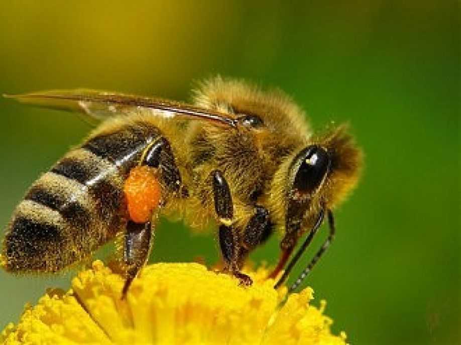 Медоносная пчела: дикое или домашнее животное, полное или неполное превращение, характеристика и строения тела