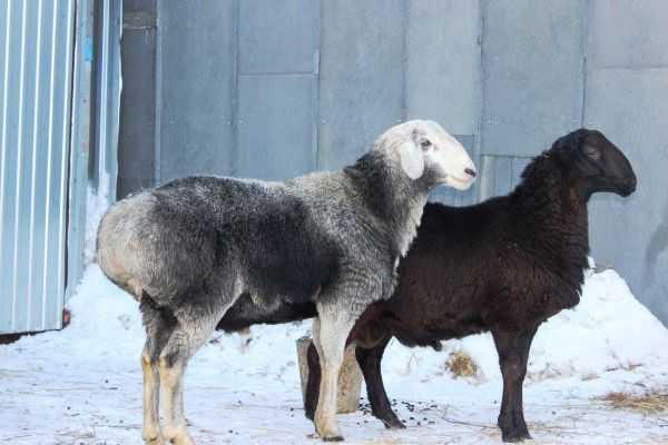 Особенности гиссарской породы овец: описание и разведение