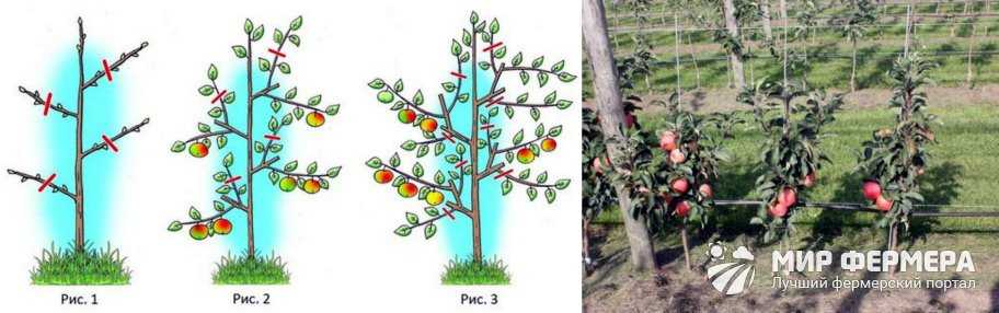 Посадка яблони весной в открытый грунт: пошаговая инструкция, когда и как сажать саженцы