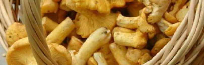 Горчат ли рядовки и как приготовить грибы, чтобы не горчили: первичная обработка