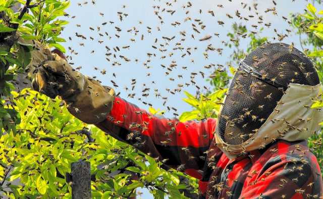 Смерть на крыльях пчелы — миф или реальность пчел-убийц?