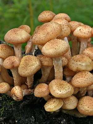 Эксидия хрящеватая (exidia cartilaginea): как выглядят грибы, где и как растут, съедобны или нет