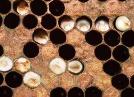 Аскосфероз пчел: профилактика и лечение химическими и народными средствами