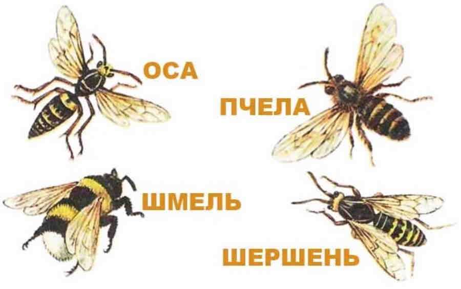 Пчела и оса отличия на фото в картинках сравнение различия жала и укусов - скороспел