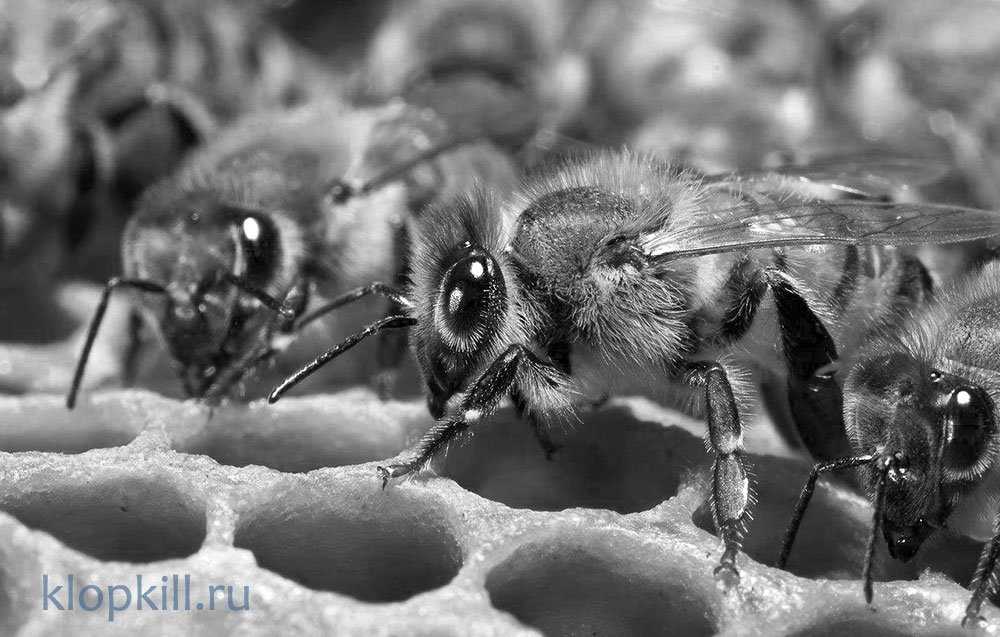 Сколько крыльев и ног у медоносной пчелы