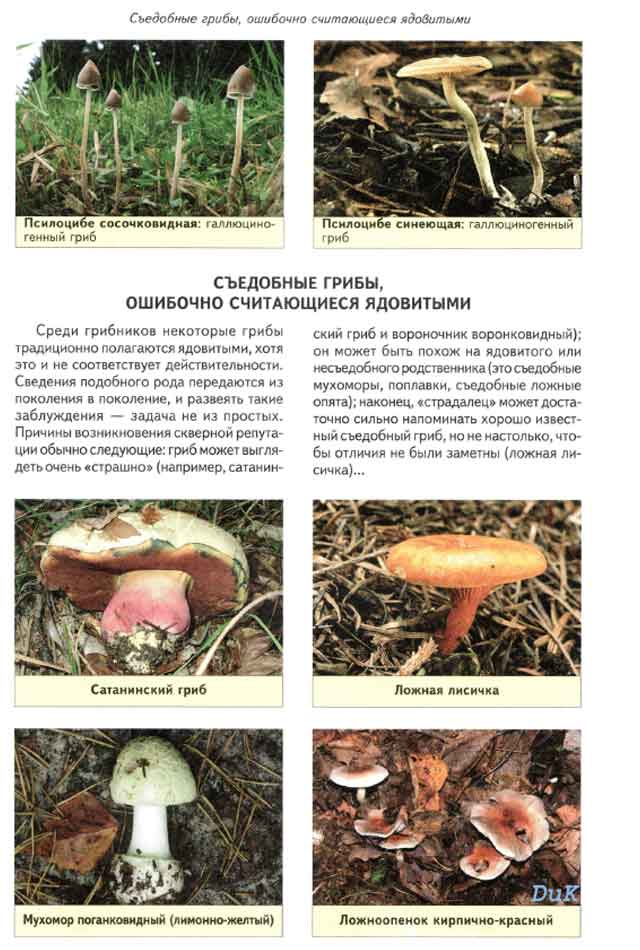 Пикнопореллус блестящий (pycnoporellus fulgens): как выглядит, где и как растет, съедобный или нет