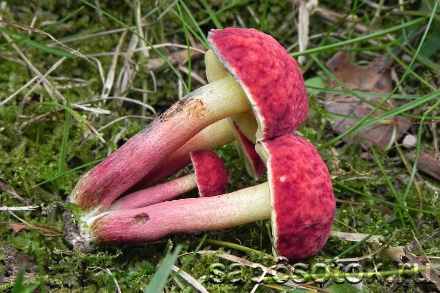 Фото и описание гриба моховика: съедобные и ложные виды, как собирать и готовить