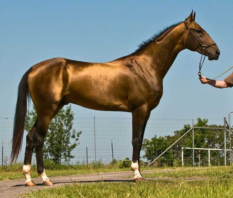 Ахалтекинская лошадь: описание породы и характеристики