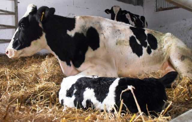 Ацидоз рубца у коров
