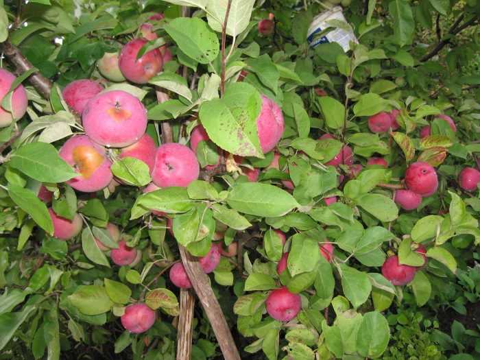 Яблоня лобо — описание сорта, фото, отзывы