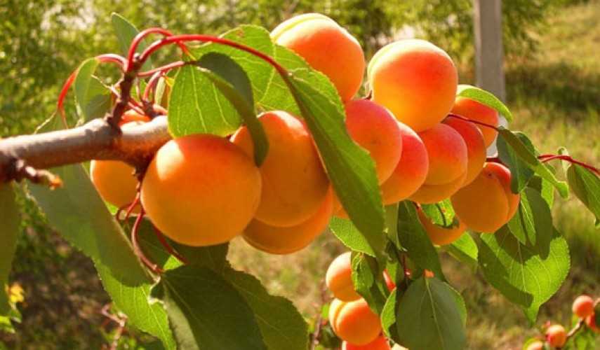 Сорт абрикоса россиянин, описание, характеристика и отзывы