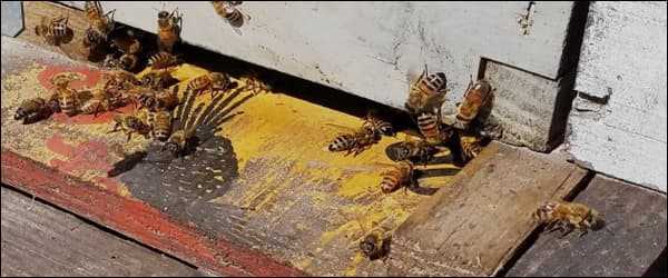 Причины воровства на пасеке: почему нападают, откуда появляются воровки-пчелы. Способы, позволяющие отличить пчел-воровок. Рекомендации по предотвращению воровства на пасеке.