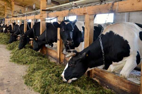 Содержание коров: разведение и советы как преуспеть в фермерском бизнесе