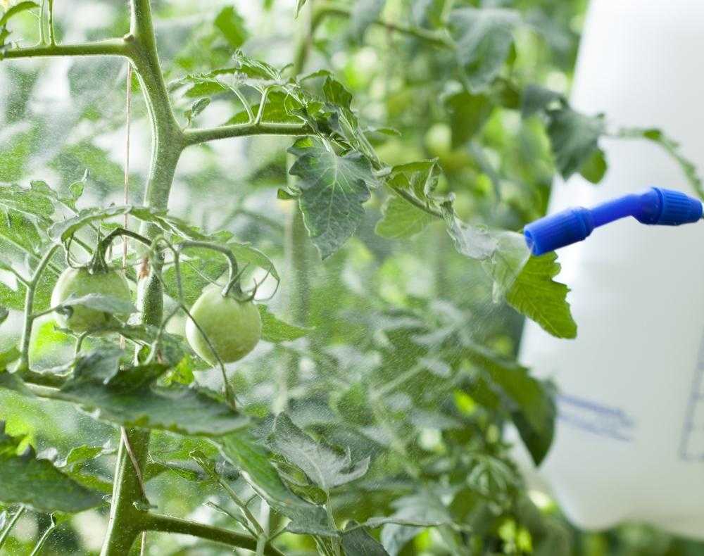 Борная кислота для комнатных растений — применение в качестве удобрения