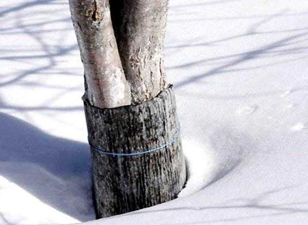 Как укрыть яблони на зиму – укрытия для молодых и взрослых деревьев