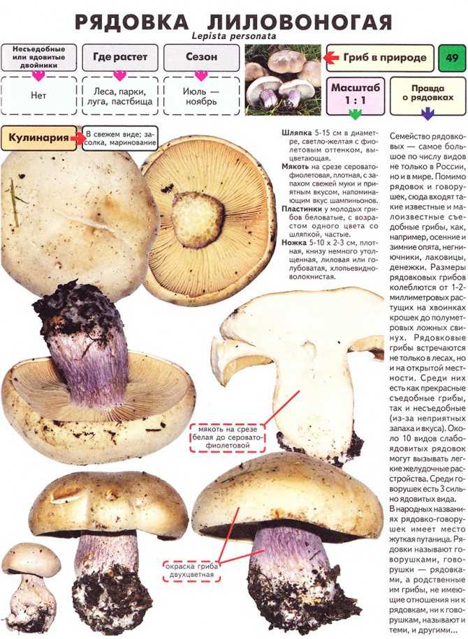 Как приготовить гриб синяк? :: syl.ru