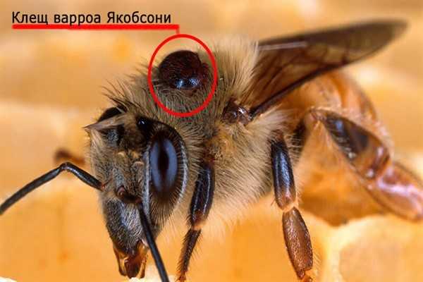 Способ обработки пчел от варроатоза —  su   1724135