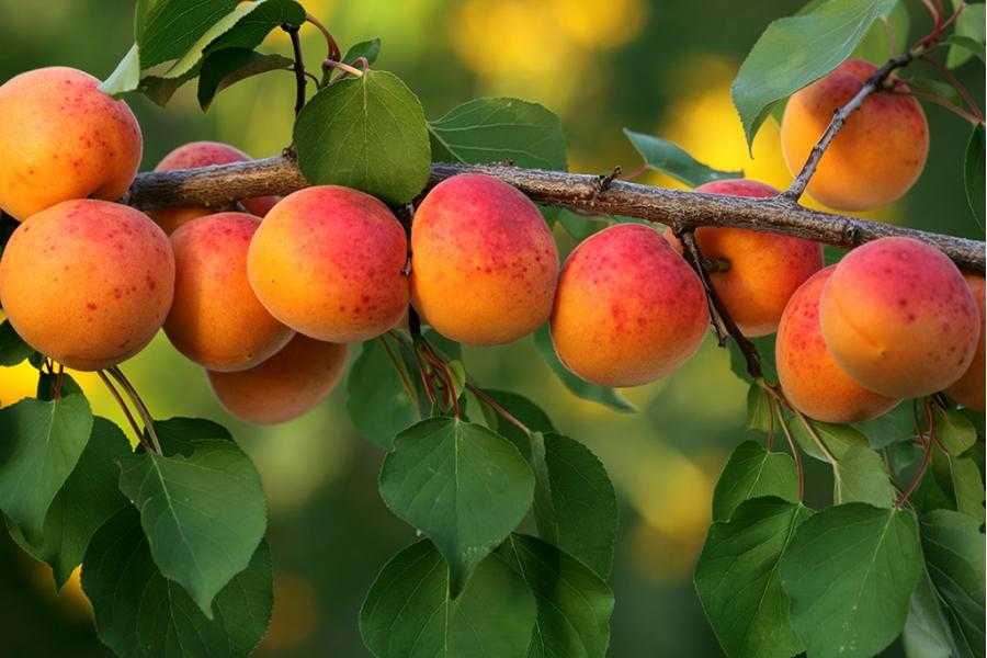 Подкормка плодоносящей сливы и абрикоса весной и летом, как удобрять